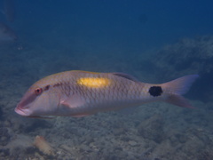 Parupeneus indicus