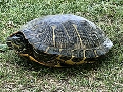 Trachemys scripta elegans