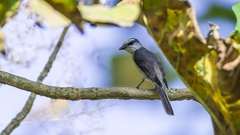 Pericrocotus cantonensis