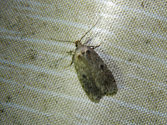 Agonopterix argillacea