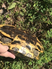 Trachemys scripta elegans