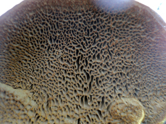Phellinus chrysoloma