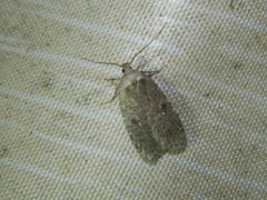Agonopterix argillacea