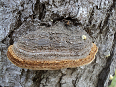Phellinus chrysoloma