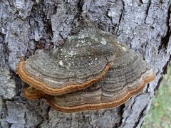 Phellinus chrysoloma