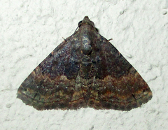 Eublemma nigrivitta