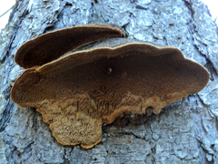 Phellinus chrysoloma