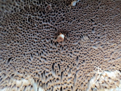 Phellinus chrysoloma