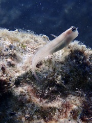 Ecsenius mandibularis