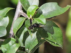 Parachartergus apicaloides