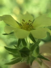 Potentilla recta