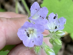 Hydrophyllum appendiculatum