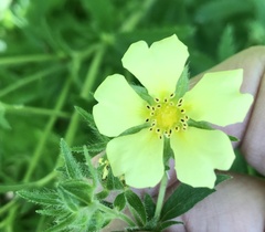 Potentilla recta