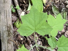 Hydrophyllum appendiculatum