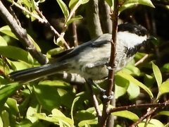 Poecile atricapillus