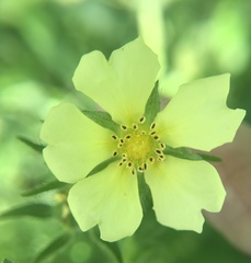 Potentilla recta