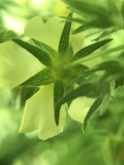 Potentilla recta