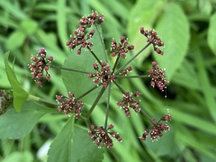 Thaspium trifoliatum trifoliatum