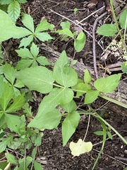 Thaspium trifoliatum trifoliatum