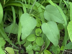 Thaspium trifoliatum trifoliatum