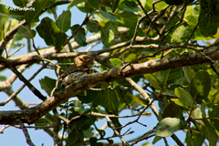 Glaucidium palmarum