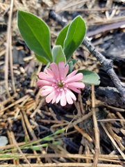 Silene hookeri