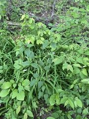 Thaspium trifoliatum trifoliatum