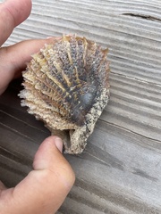 Pinctada imbricata