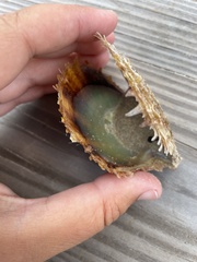 Pinctada imbricata