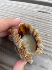 Pinctada imbricata