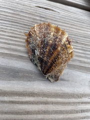 Pinctada imbricata