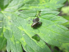 Prasocuris phellandrii