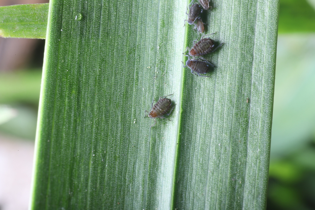 Aphis newtoni
