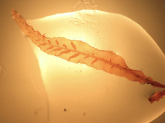 Cumathamnion decipiens