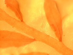 Cumathamnion decipiens