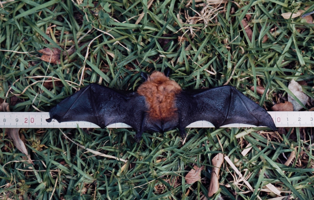 Bocage's Myotis