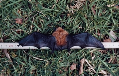 Myotis bocagii