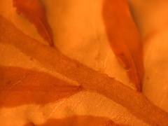 Cumathamnion decipiens