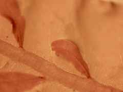 Cumathamnion decipiens