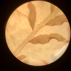 Cumathamnion decipiens