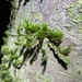 Garovaglia elegans - Photo (c) Greg Tasney,  זכויות יוצרים חלקיות (CC BY-SA), הועלה על ידי Greg Tasney