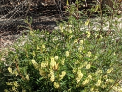 Astragalus trichopodus