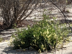 Astragalus trichopodus