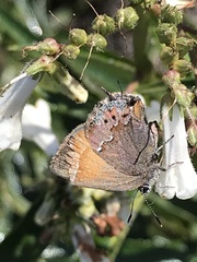 Callophrys muiri