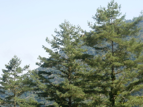 Taiwan white pine (Pinus morrisonicola)
