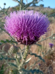 Onopordum cynarocephalum