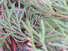 Thamnophis elegans elegans