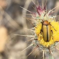 Nemognatha scutellaris