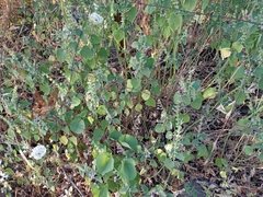 Scutellaria brevibracteata
