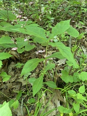Triosteum angustifolium